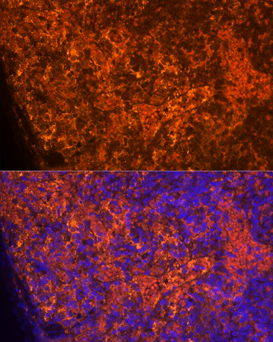Anti-CCL5/RANTES Rabbit pAb