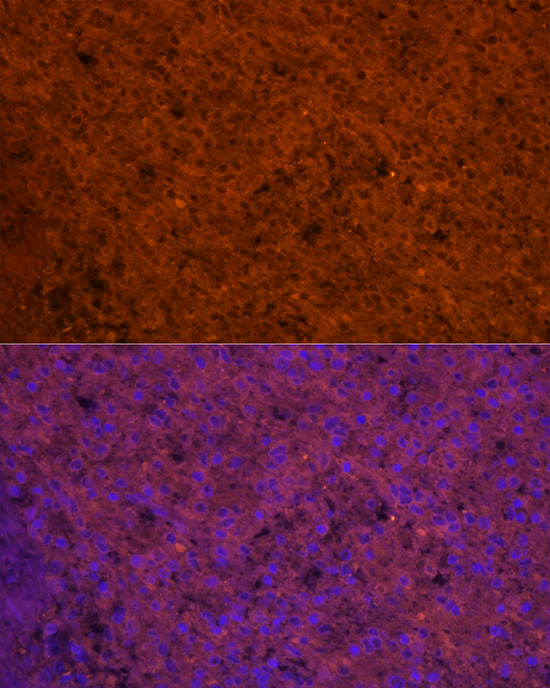 Anti-CCL5/RANTES Rabbit pAb