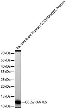 Anti-CCL5/RANTES Rabbit pAb