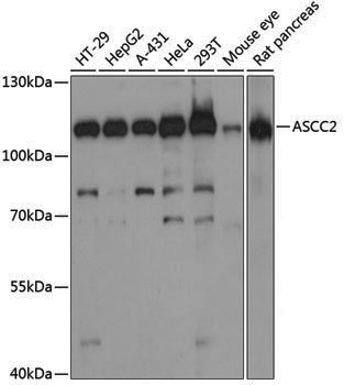 Anti-ASCC2 Rabbit pAb