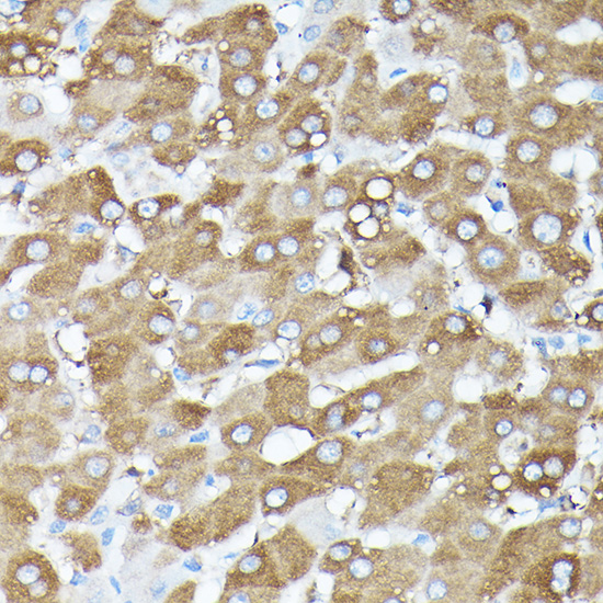 Anti-MLST8 Rabbit pAb