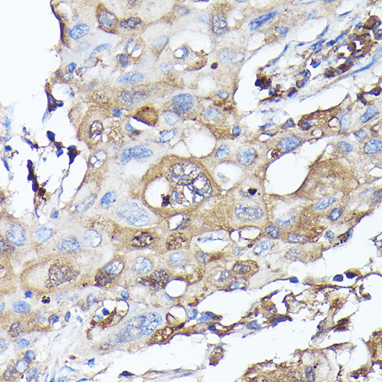Anti-MLST8 Rabbit pAb
