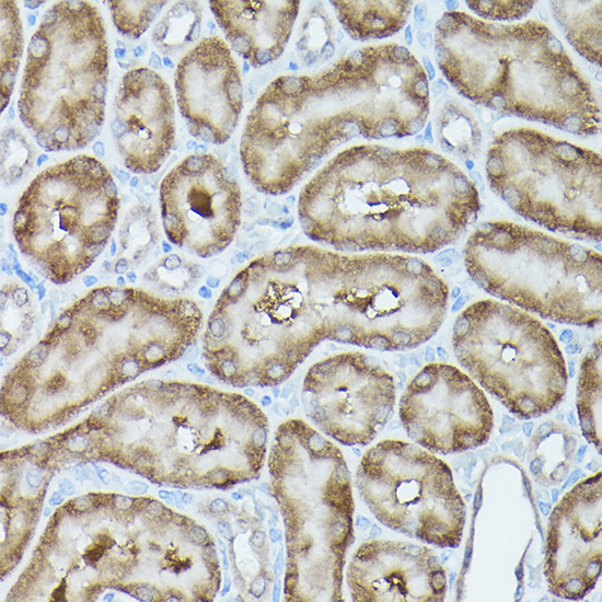 Anti-MLST8 Rabbit pAb