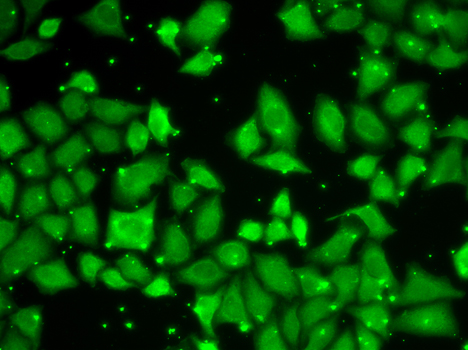 Anti-MLST8 Rabbit pAb
