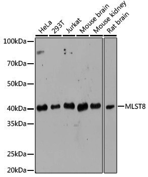 Anti-MLST8 Rabbit pAb