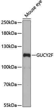 Anti-GUCY2F Rabbit pAb