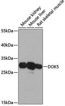 Anti-DOK5 Rabbit pAb