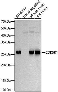 Anti-CDK5R1 Rabbit pAb