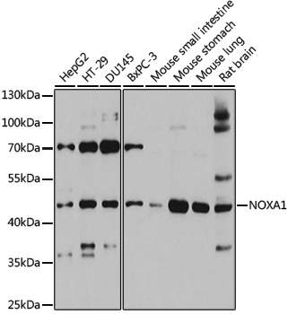 Anti-NOXA1 Rabbit pAb