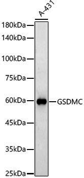 Anti-GSDMC Rabbit pAb