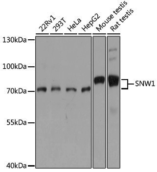 Anti-SNW1 Rabbit pAb