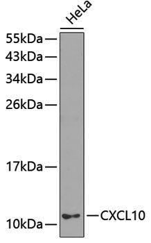 Anti-CXCL10/IP-10 Rabbit pAb