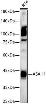 Anti-ASAH1 Rabbit pAb