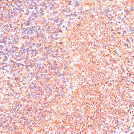 Anti-IL4R Rabbit pAb