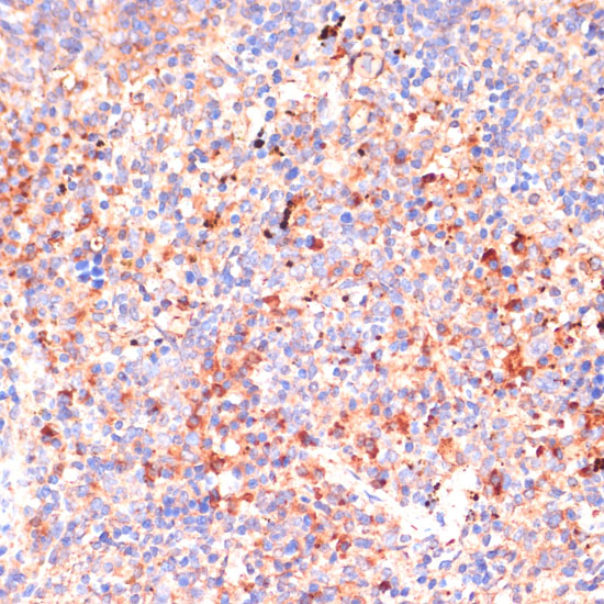 Anti-IL4R Rabbit pAb