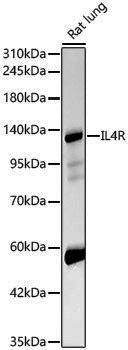 Anti-IL4R Rabbit pAb