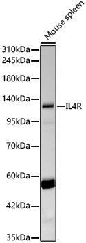 Anti-IL4R Rabbit pAb