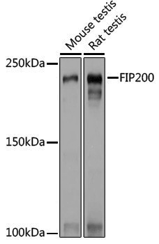 Anti-FIP200 Rabbit pAb