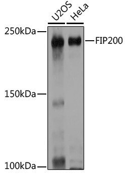 Anti-FIP200 Rabbit pAb