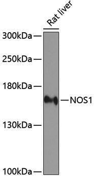 Anti-NOS1 Rabbit pAb