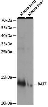 Anti-BATF Rabbit pAb