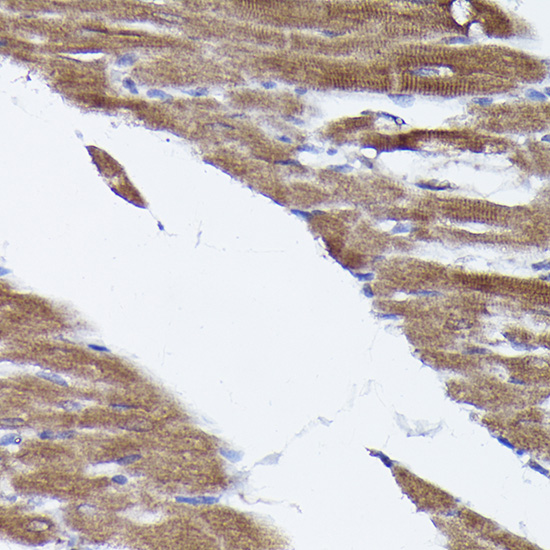 [KO Validated] Anti-PHD2/EGLN1 Rabbit pAb