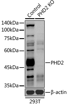 [KO Validated] Anti-PHD2/EGLN1 Rabbit pAb