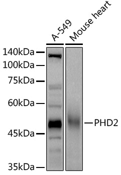 [KO Validated] Anti-PHD2/EGLN1 Rabbit pAb