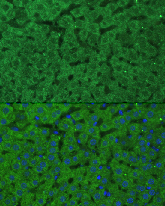 Anti-CBS Rabbit pAb