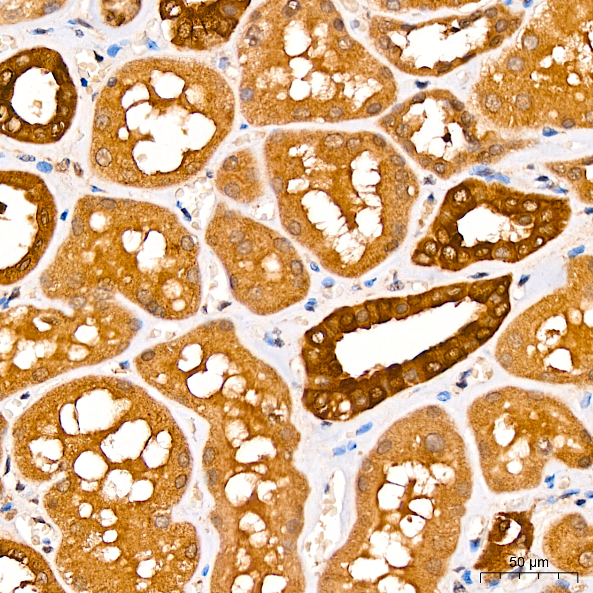 Anti-CNBP Rabbit pAb