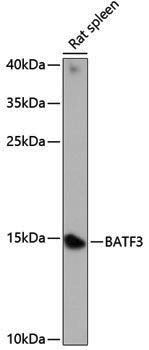 Anti-BATF3 Rabbit pAb