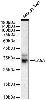 Anti-CA5A Rabbit pAb