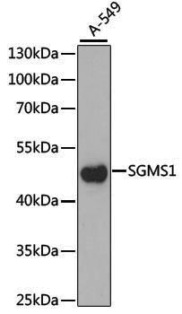Anti-SGMS1 Rabbit pAb