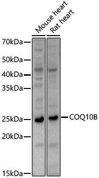 Anti-COQ10B Rabbit pAb