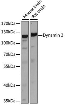 Anti-Dynamin 3 Rabbit pAb