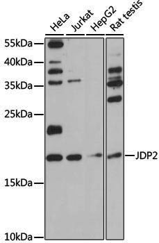 Anti-JDP2 Rabbit pAb