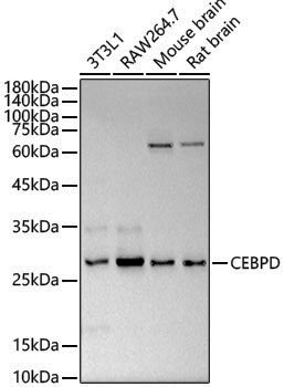 Anti-CEBP Delta/CEBPD Rabbit pAb