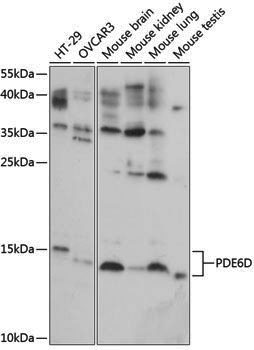 Anti-PDE6D Rabbit pAb