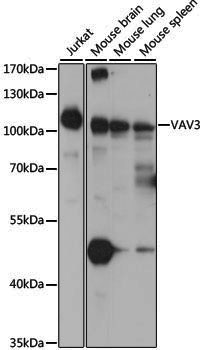 Anti-VAV3 Rabbit pAb