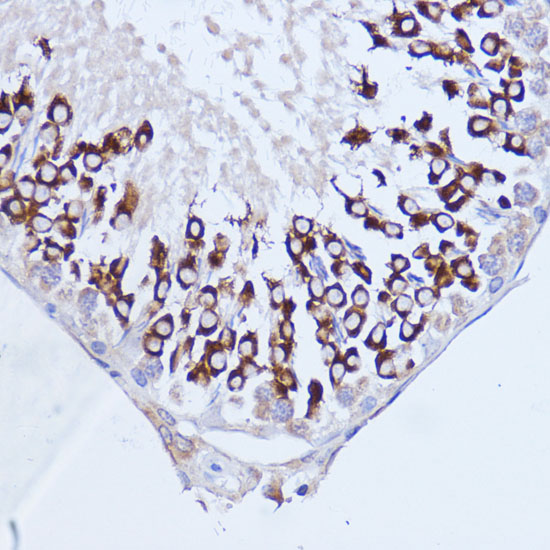Anti-pAbPC1 Rabbit pAb