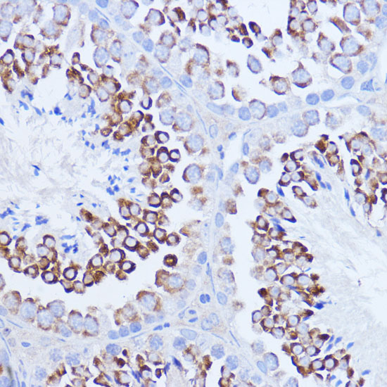 Anti-pAbPC1 Rabbit pAb