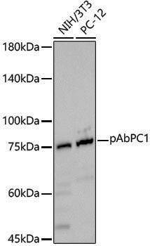 Anti-pAbPC1 Rabbit pAb