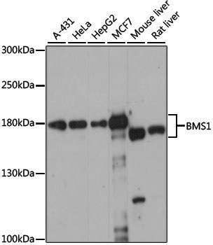 Anti-BMS1 Rabbit pAb