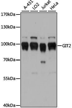 Anti-GIT2 Rabbit pAb
