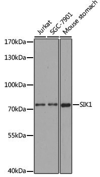 Anti-SIK1 Rabbit pAb