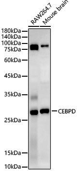 Anti-CEBP Delta/CEBPD Rabbit pAb