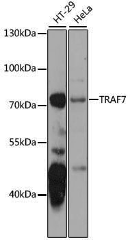Anti-TRAF7 Rabbit pAb