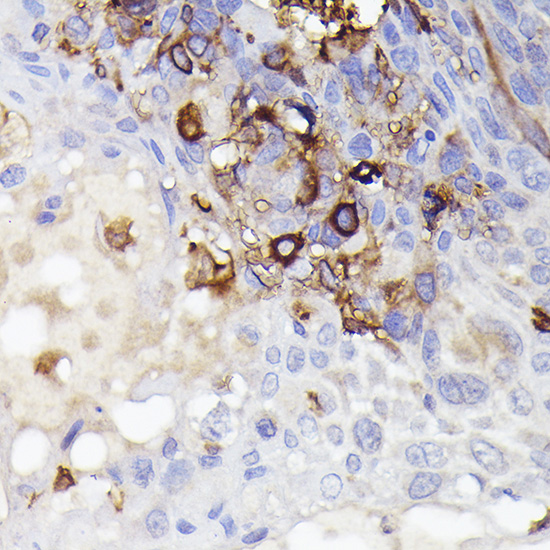 Anti-AIF1/IBA1 Rabbit pAb
