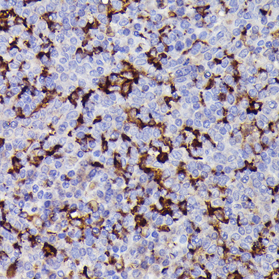 Anti-AIF1/IBA1 Rabbit pAb