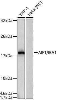 Anti-AIF1/IBA1 Rabbit pAb